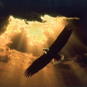 soaring_eagle_golden-sky
